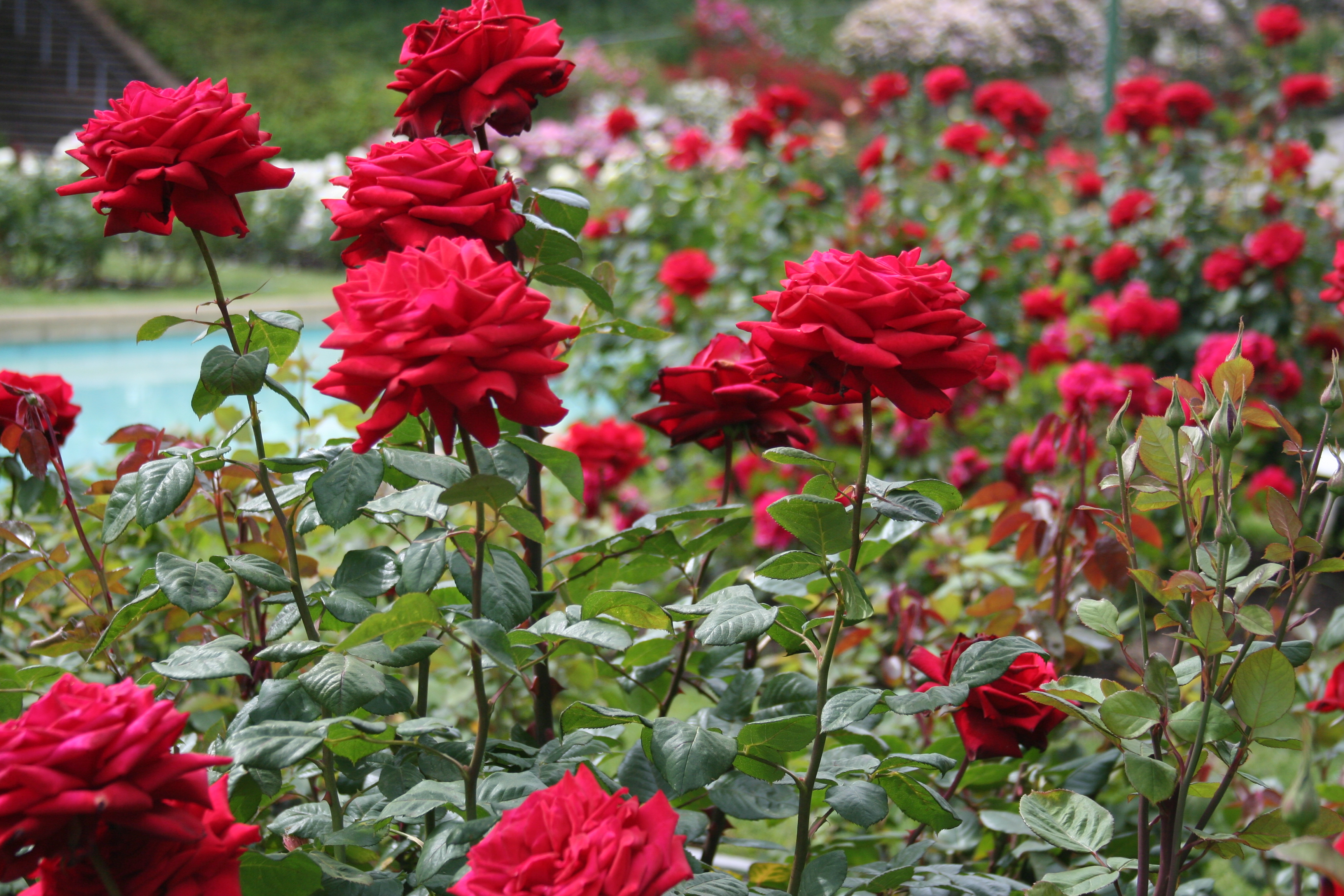 Red Roses Gardens